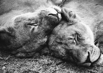 Wildlife Photography, pride of sleeping Lionesses