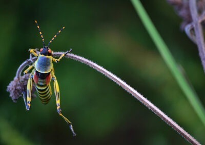 Nature Photography - Grasshopper Full Color photograpy